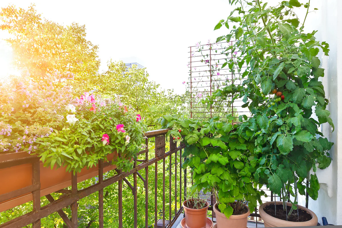 Apartment Gardening Tips for Small Spaces and Big Yields