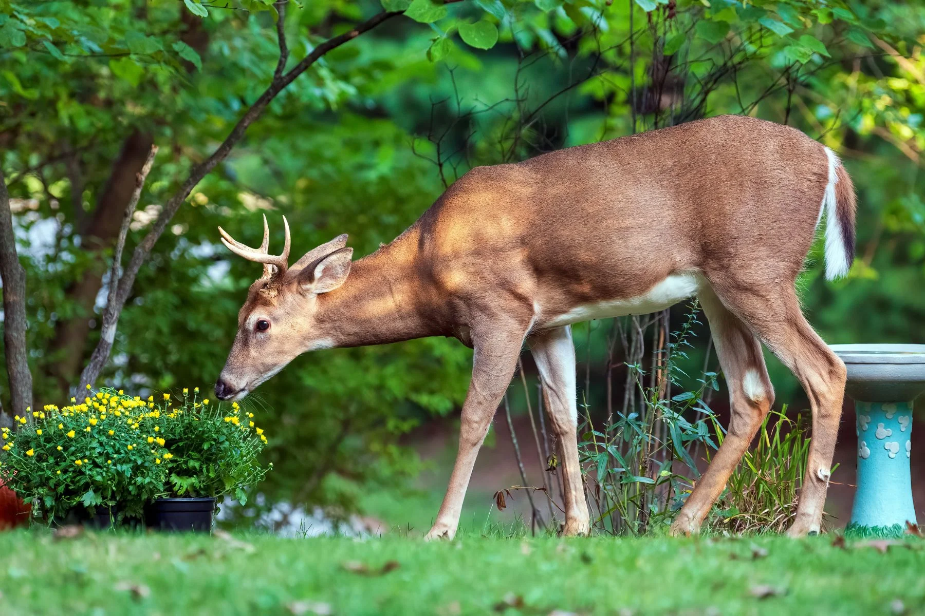 How to Attract Wildlife to Your Backyard Naturally