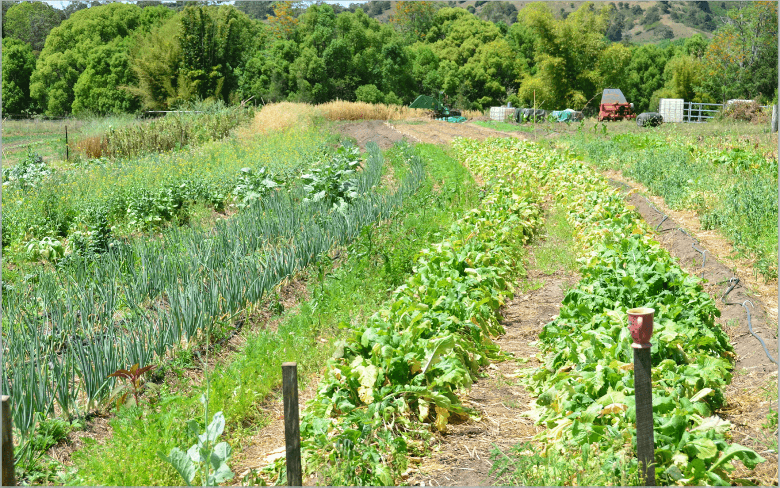 Permaculture Garden Design for Beginners Explained