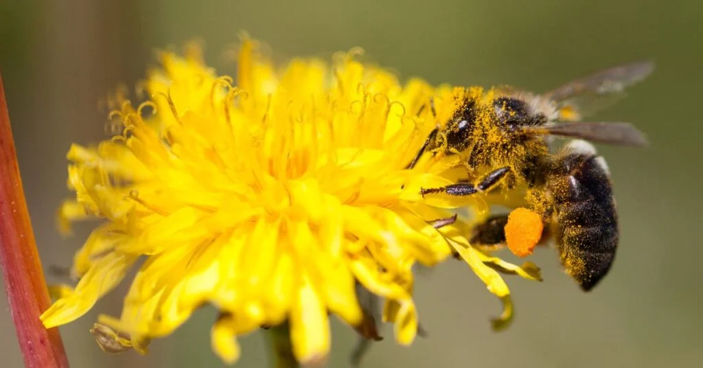 How to Help Bees and Pollinators in Your Garden