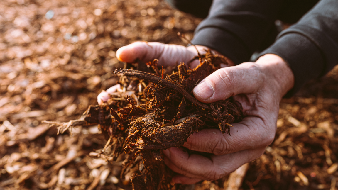 Compost vs Mulch: What’s the Difference and Which Does Your Soil Need?