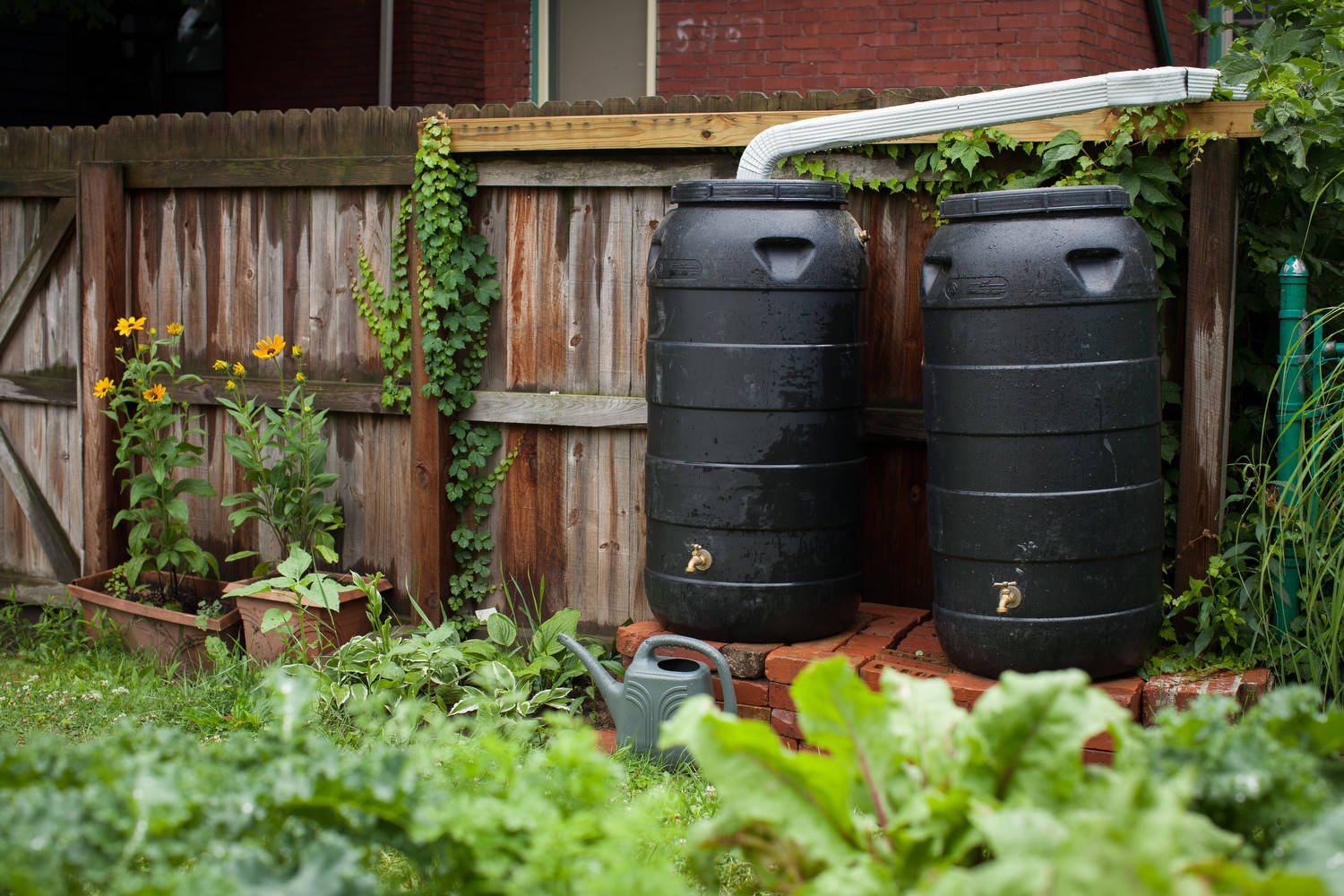 Rainwater Harvesting for Home Gardens: A Simple Starter Guide
