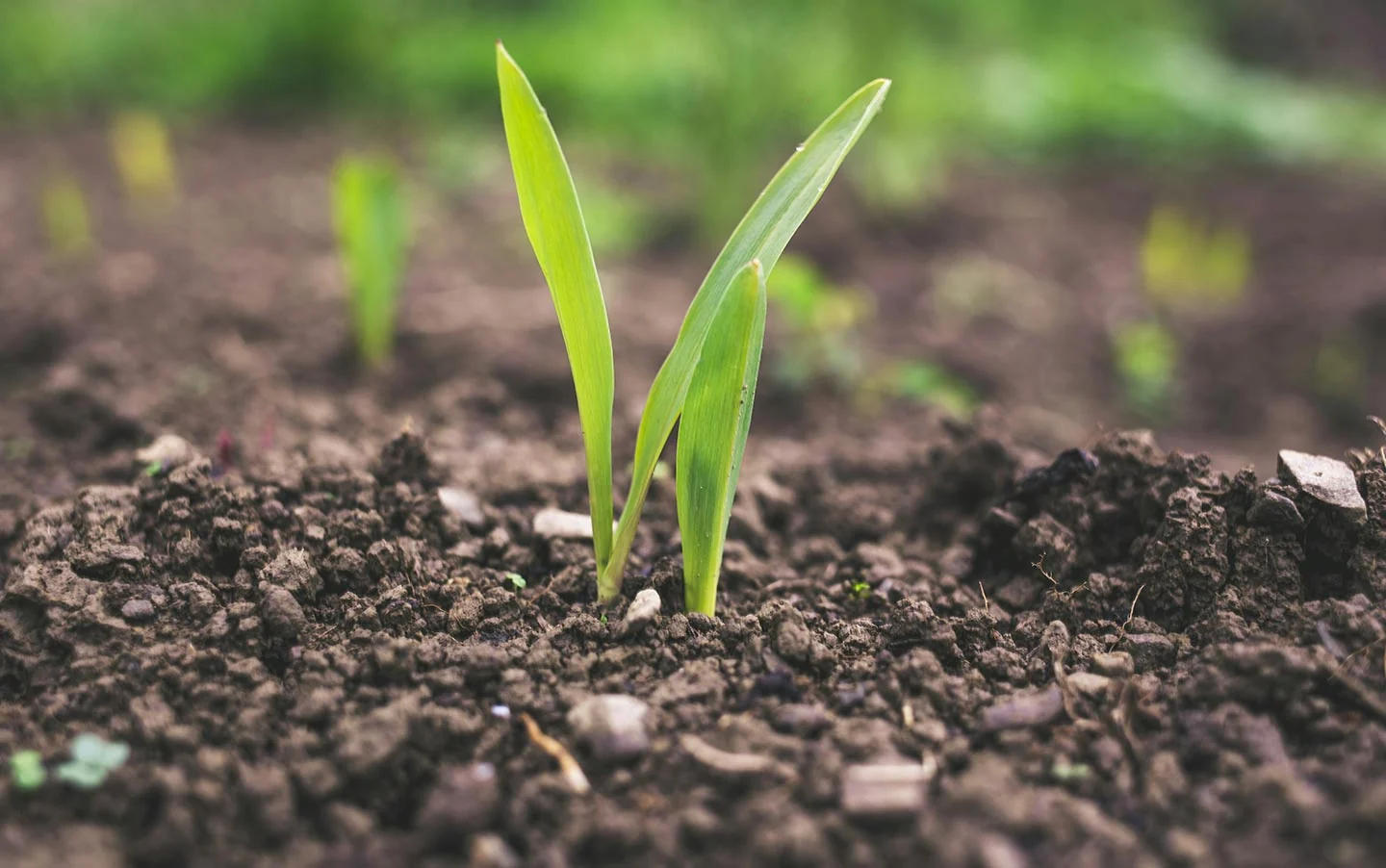 How to Prepare Garden Soil Before Every Planting Season