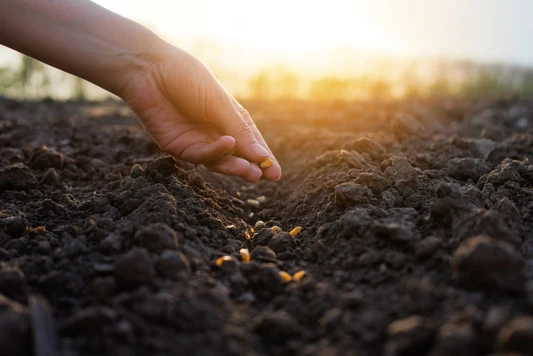 How to Save Seeds From Your Favorite Garden Plants