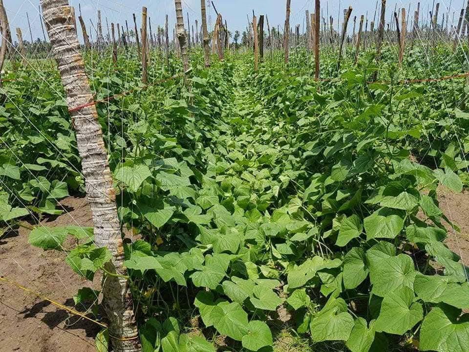 Five Small Changes That Made My Garden More Sustainable